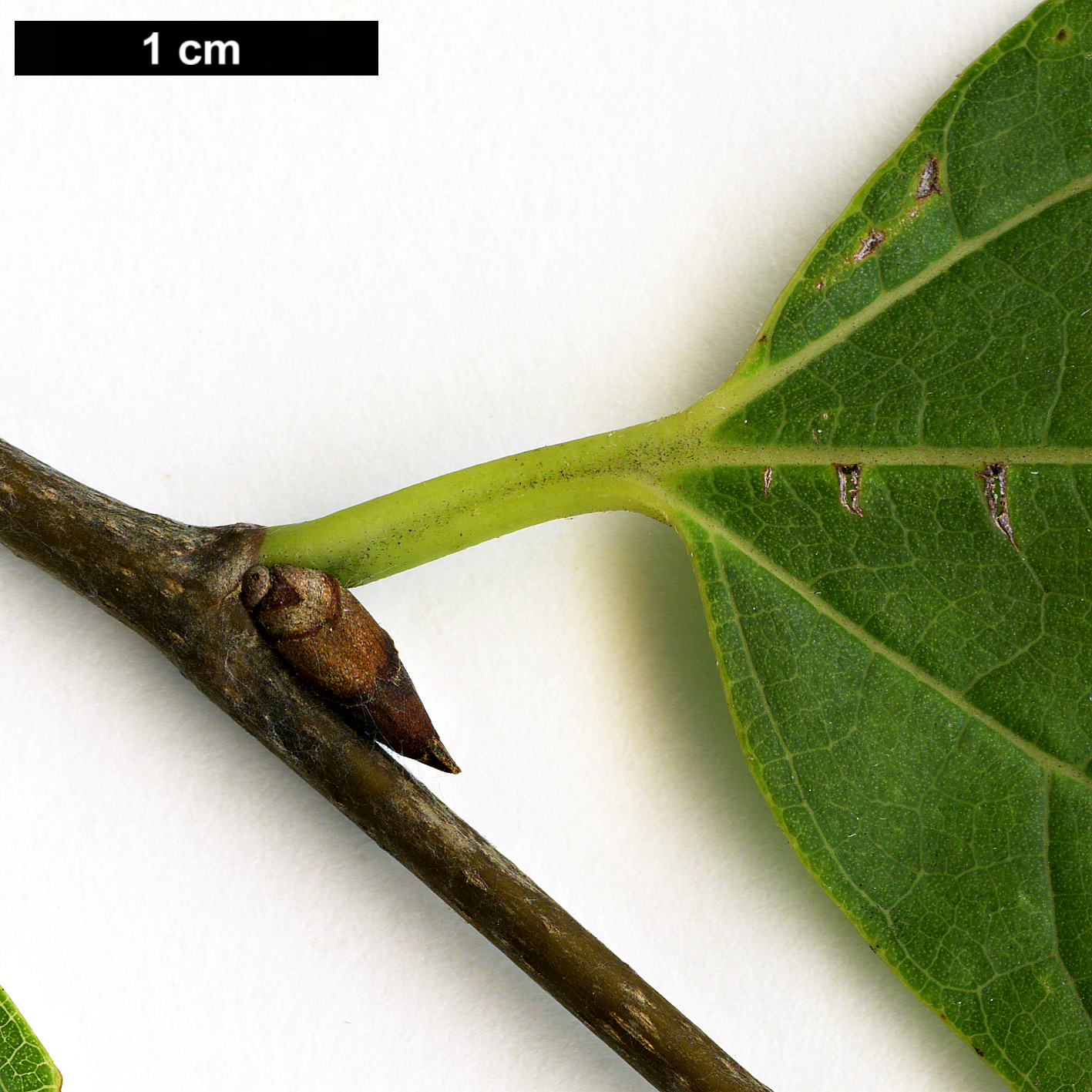 High resolution image: Family: Cannabaceae - Genus: Celtis - Taxon: vandervoetiana